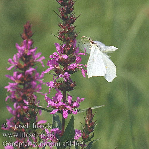 Gonepteryx rhamni Zitronenfalter Latolistek cytrynek