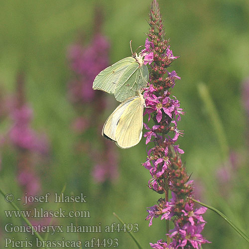 Gonepteryx rhamni Latolistek cytrynek Žltáčik rašetliakový