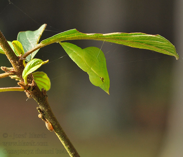 Latolistek cytrynek Gonepteryx rhamni