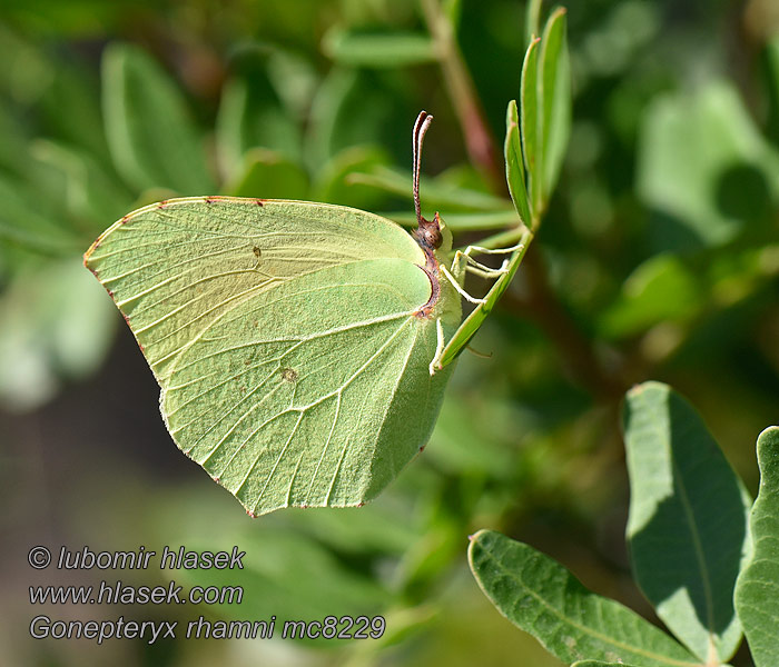 Gonepteryx rhamni