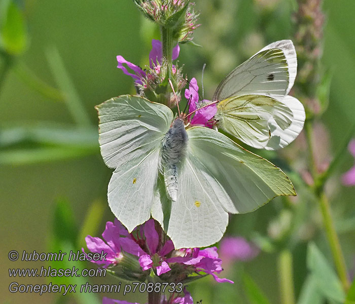 Gonepteryx rhamni