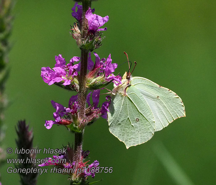 Gonepteryx rhamni