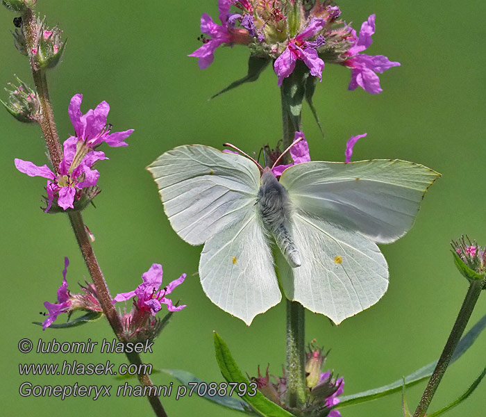 Gonepteryx rhamni