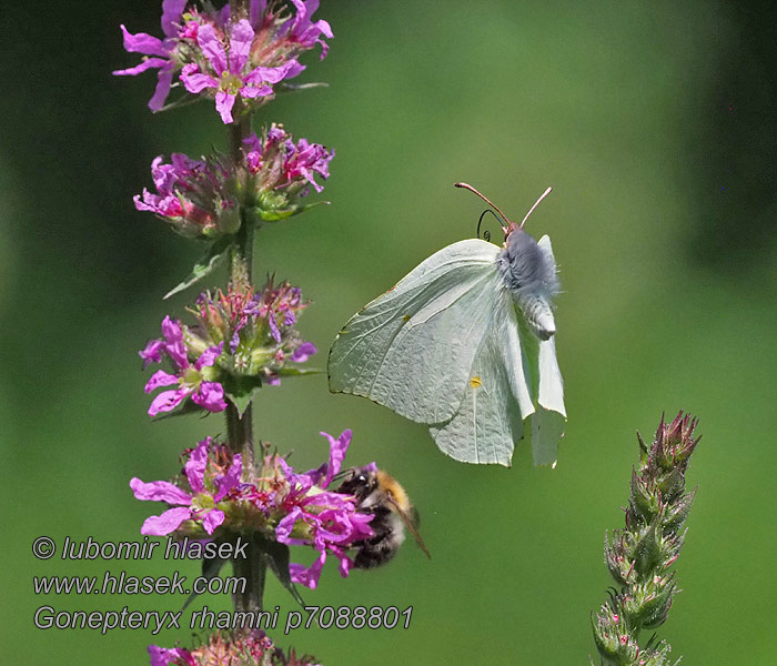 Gonepteryx rhamni