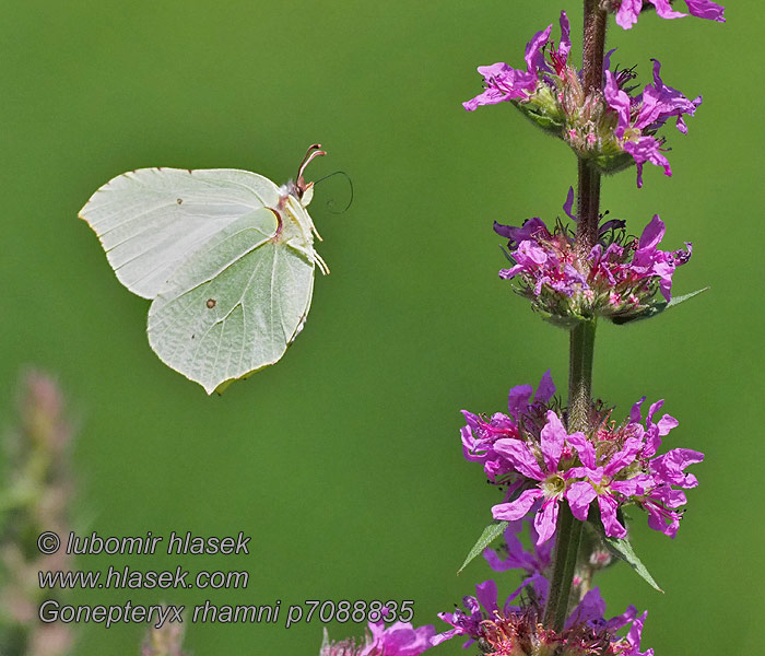 Gonepteryx rhamni