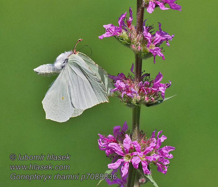 Gonepteryx rhamni