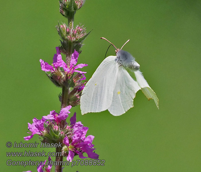 Gonepteryx rhamni