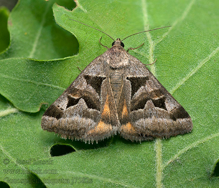 Jetelovka kozincová Gonospileia triquetra