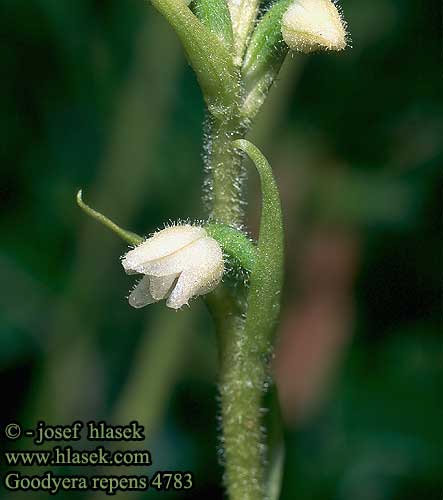 Goodyera repens Creeping Lady Kriechendes Netzblatt Moosorchis Tajęża jednostronna