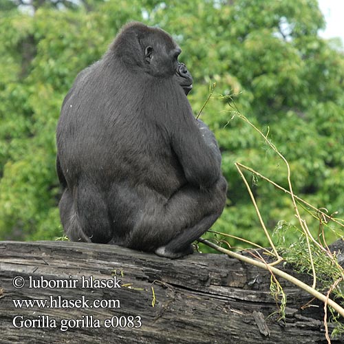 Gorilla gorilla e0083