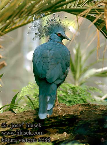 Goura victoria Crowned pigeon Queen Victoria pigeon Viktoria Krontaube Fächertaube Korunáč vějířový Веероносный голубь Виктории Victoria Kroonduif Waaierduif Koroniec plamoczuby Koronás galamb Victoriakrondue Gura Victoria Goura Victoria Colomba coronata Vittoria オウギバト Mambruk Viktoria