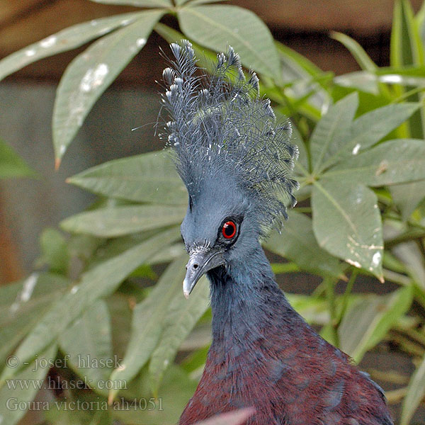 Koroniec plamoczuby Koronás galamb Victoriakrondue Gura Victoria Goura Victoria Colomba coronata Vittoria オウギバト Mambruk Viktoria Goura victoria Crowned pigeon Queen Victoria pigeon Viktoria Krontaube Fächertaube Korunáč vějířový Веероносный голубь Виктории Victoria Kroonduif Waaierduif