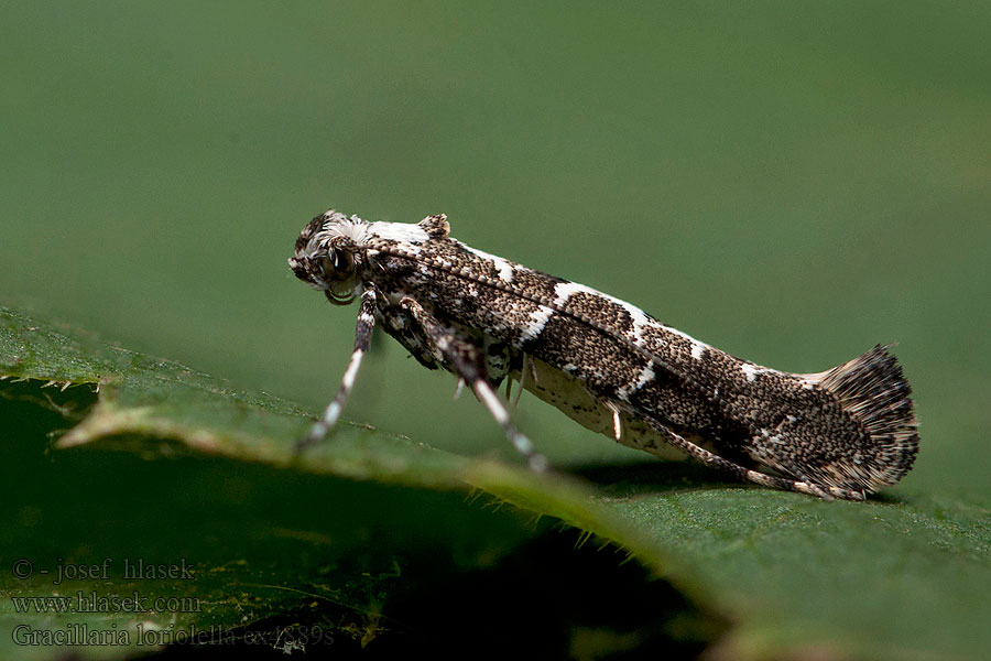 Gracillaria loriolella