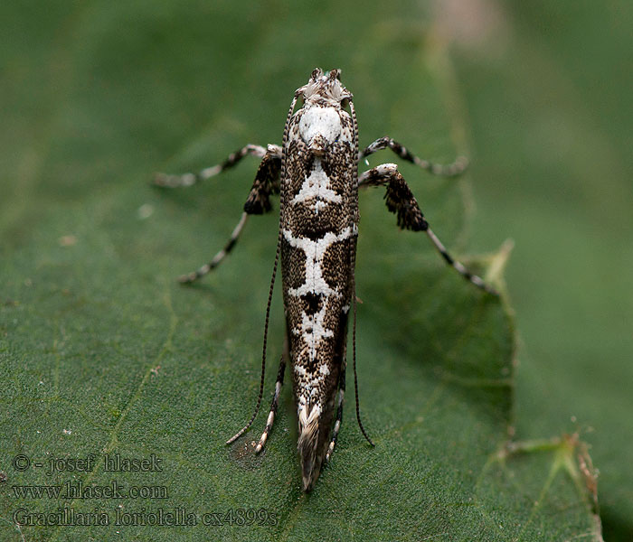 Gracillaria loriolella