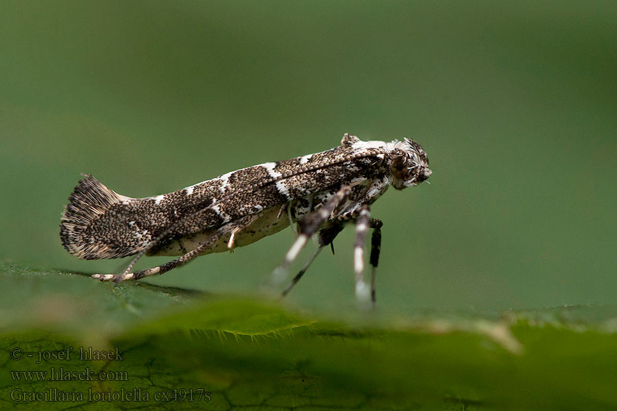 Gracillaria loriolella