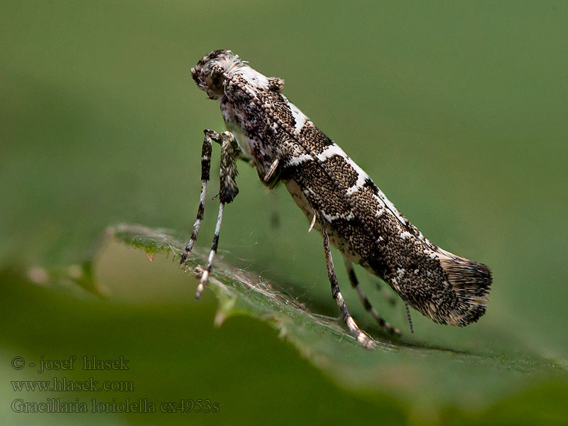 Gracillaria loriolella