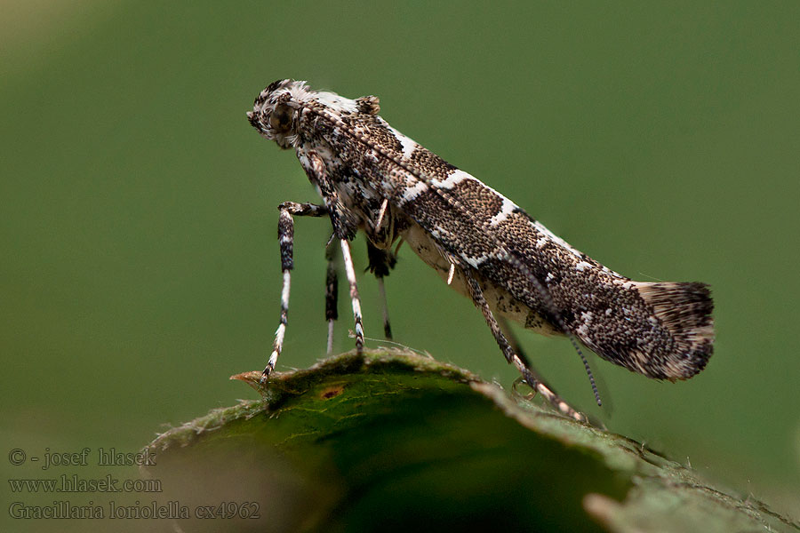 Gracillaria loriolella