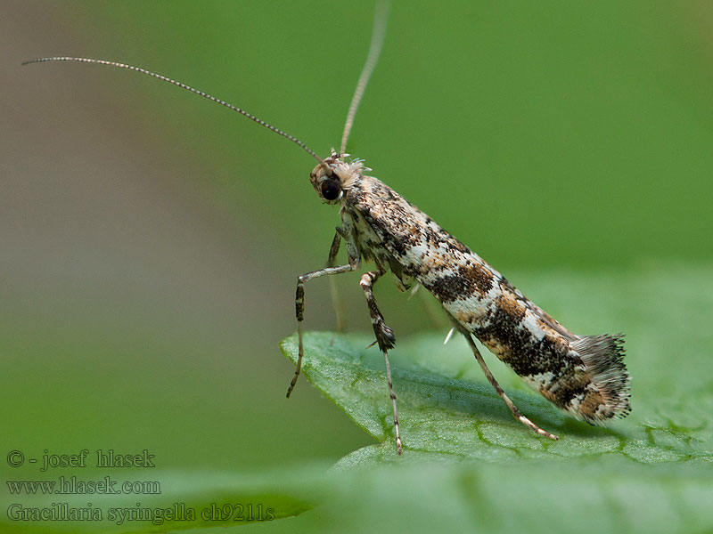 Gracillaria syringella Vzpřímenka šeříková Flierdermotte