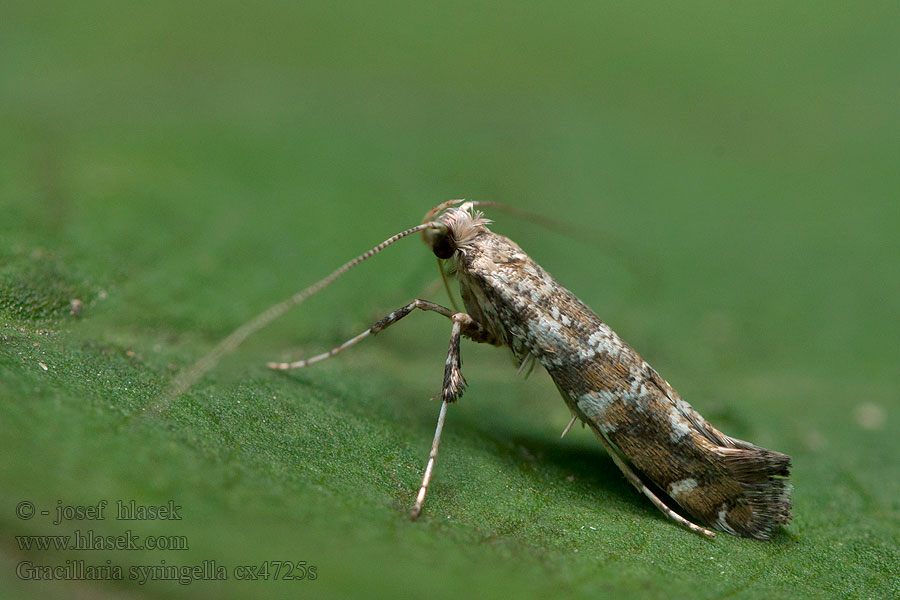 Gracillaria syringella Lilac Leafminer Psotka orgovánová