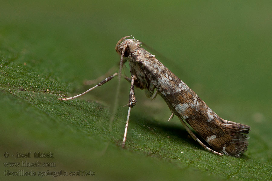 Gracillaria syringella Моль-пестрянка сиреневая Seringensteltmot