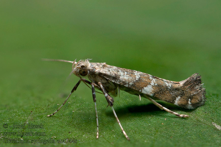 Gracillaria syringella Sireenimiinakoi Syrenmal Syrenmøl