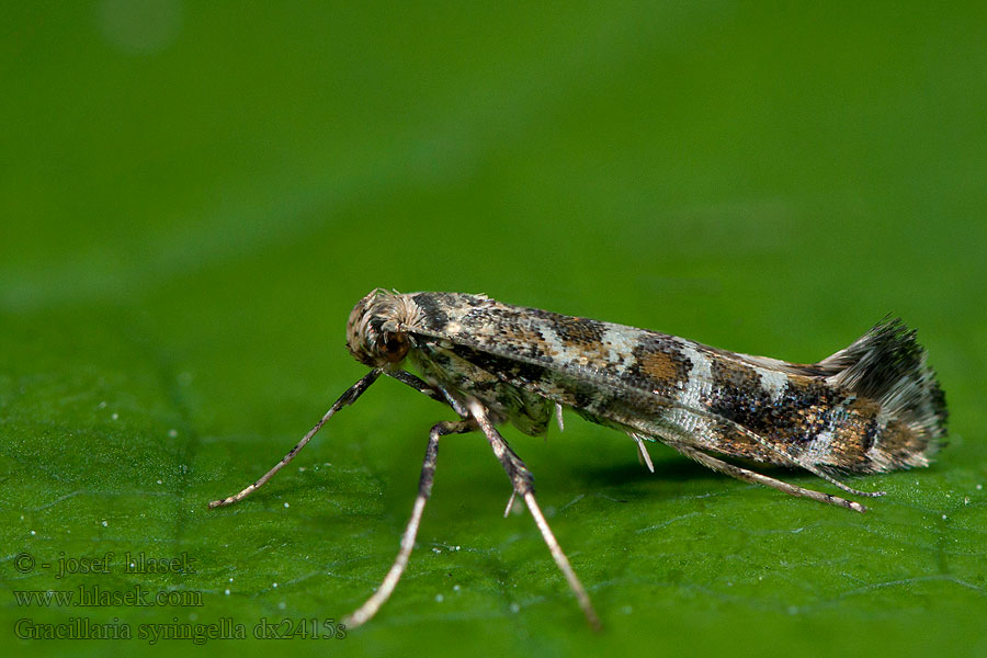 Моль-пестрянка сиреневая Gracillaria syringella