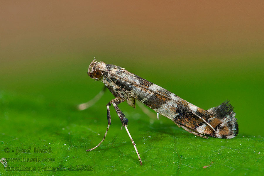 Vzpřímenka šeříková Flierdermotte Lilac Leafminer Gracillaria syringella