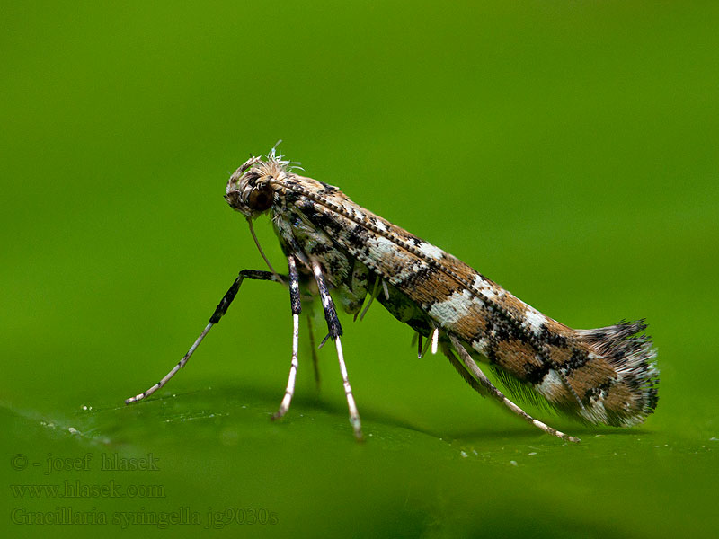 Seringensteltmot Sireenimiinakoi Syrenmal Syrenmøl Gracillaria syringella