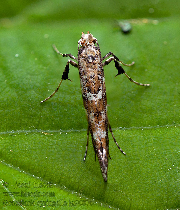 Psotka orgovánová Моль-пестрянка сиреневая Gracillaria syringella