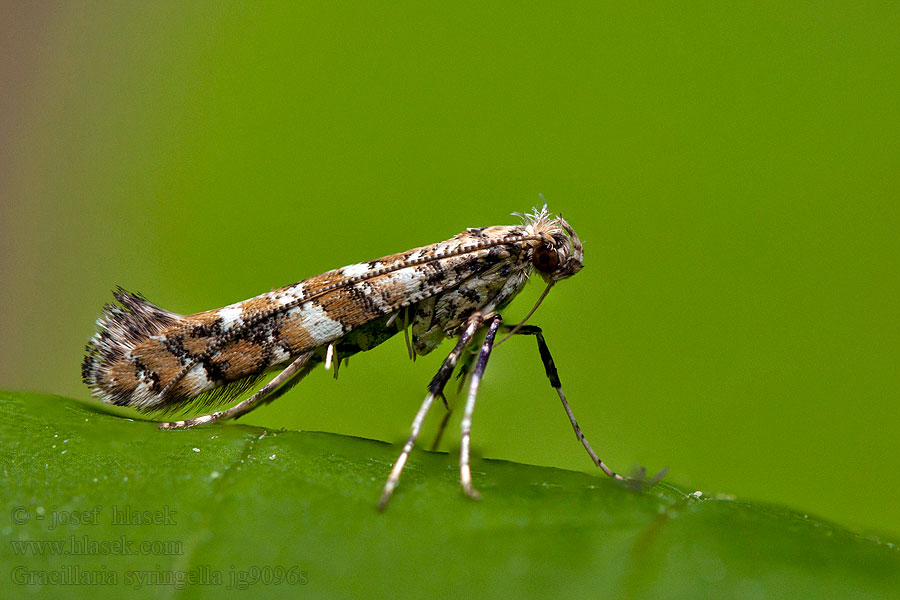 Vzpřímenka šeříková Flierdermotte Lilac Leafminer Gracillaria syringella