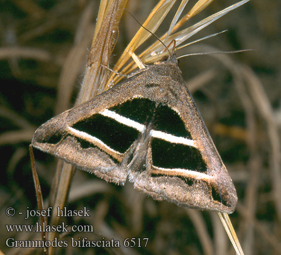 Grammodes bifasciata Noctuelle Salsepareille