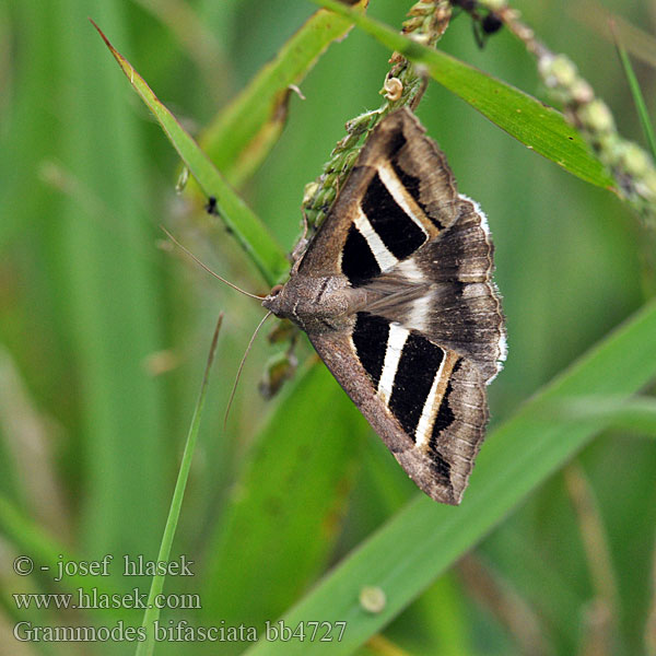 Noctuelle Salsepareille Grammodes bifasciata