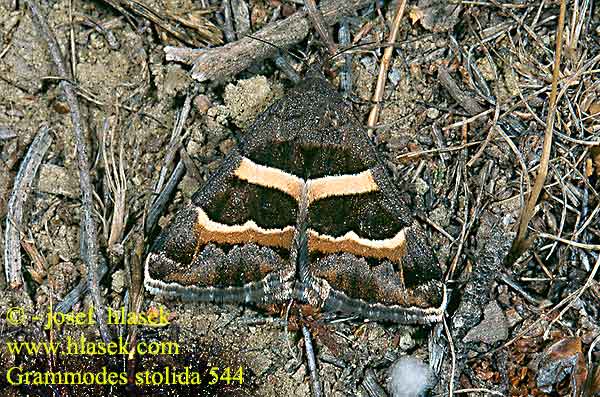 Grammodes stolida Prodotis Hnědopáska jižní Tölpeleule Noctuelle Corroyère Geometrician Juostuotoji peteliškė Stružkavec sivkastý Björnbärsfly