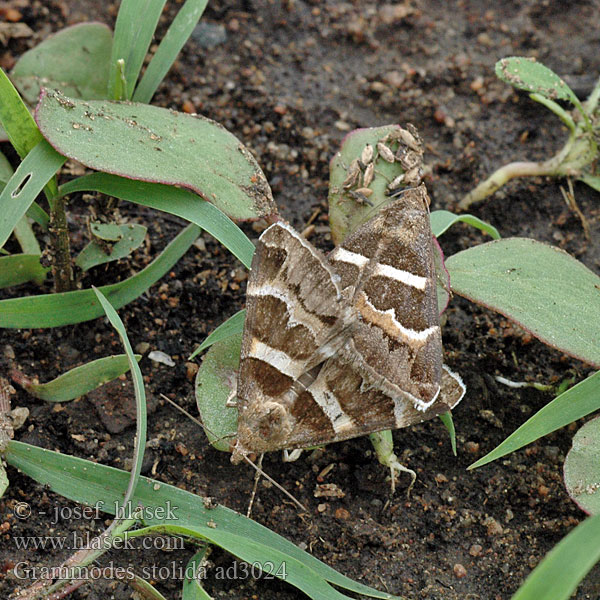 Grammodes stolida Prodotis Hnědopáska jižní Tölpeleule