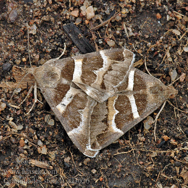 Noctuelle Corroyère Geometrician Juostuotoji peteliškė