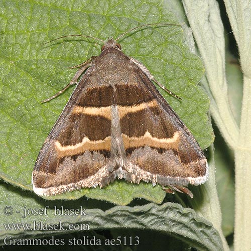 Stružkavec sivkastý Björnbärsfly Grammodes stolida Prodotis