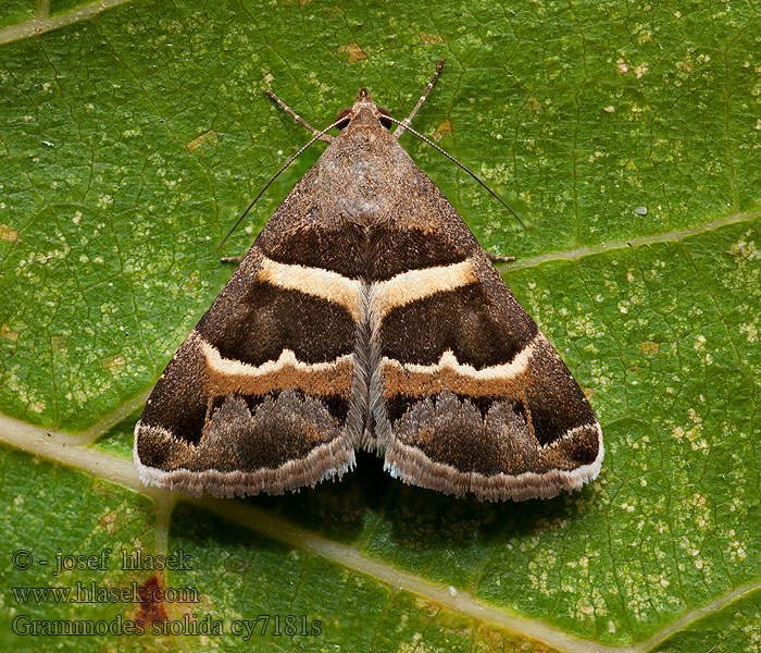 Hnědopáska jižní Grammodes stolida Prodotis