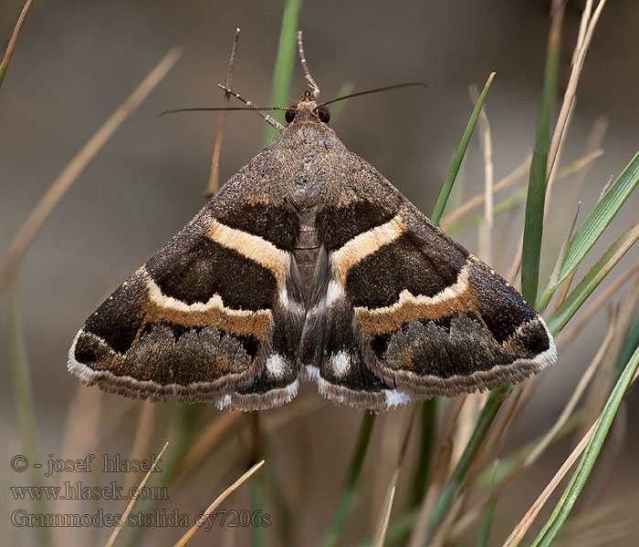 Tölpeleule Noctuelle Grammodes stolida Prodotis