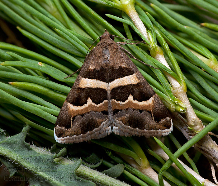 Hnědopáska jižní Tölpeleule Grammodes stolida