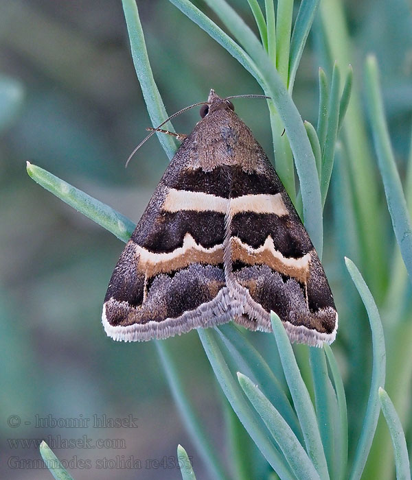 Grammodes stolida