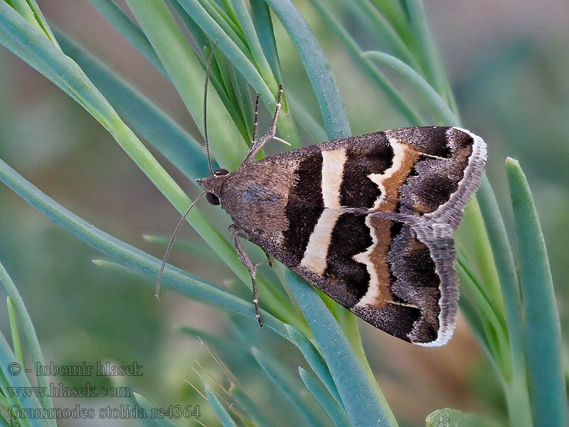 Stružkavec sivkastý Björnbärsfly Grammodes stolida