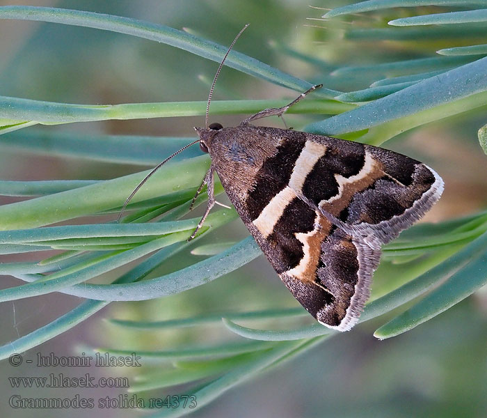 Geometrician Juostuotoji peteliškė Grammodes stolida