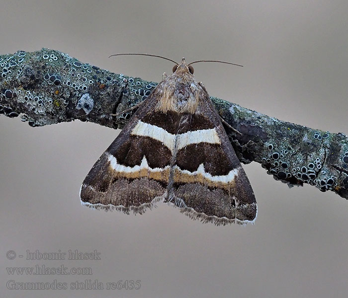 Tölpeleule Noctuelle Corroyère Grammodes stolida