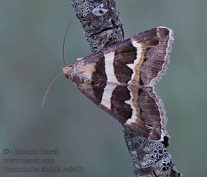 Hnědopáska jižní Grammodes stolida