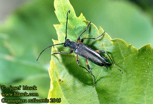 Gramoptera ruficornis 2045