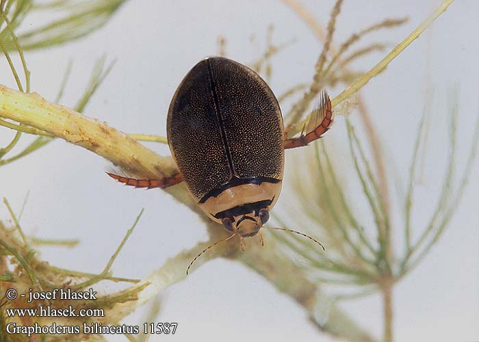 Graphoderus bilineatus Potápník dvoučárý Lys Skivevandkalv Isolampisukeltaja Graphodère deux lignes Gestreepte waterroofkever Széles tavicsíkbogár Schmalbindiger Breitflügel-Tauchkäfer Vannkalv Kreślinek nizinny Поводень двухполосый Bred paljettdykare