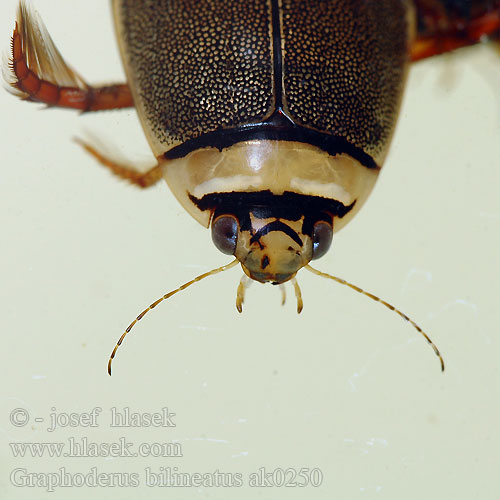 Schmalbindiger Breitflügel-Tauchkäfer Vannkalv Kreślinek nizinny Поводень двухполосый Bred paljettdykare Graphoderus bilineatus Potápník dvoučárý Lys Skivevandkalv Isolampisukeltaja Graphodère deux lignes Gestreepte waterroofkever Széles tavicsíkbogár