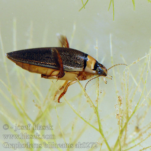 Kreślinek nizinny Поводень двухполосый Bred paljettdykare Graphoderus bilineatus Potápník dvoučárý Lys Skivevandkalv Isolampisukeltaja Graphodère deux lignes Gestreepte waterroofkever Széles tavicsíkbogár Schmalbindiger Breitflügel-Tauchkäfer Vannkalv