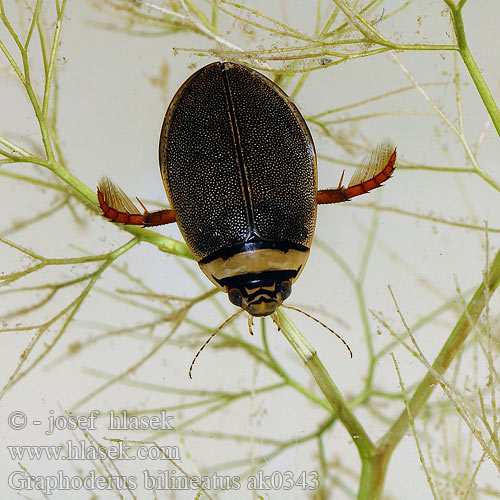 Széles tavicsíkbogár Schmalbindiger Breitflügel-Tauchkäfer Vannkalv Kreślinek nizinny Поводень двухполосый Bred paljettdykare Graphoderus bilineatus Potápník dvoučárý Lys Skivevandkalv Isolampisukeltaja Graphodère deux lignes Gestreepte waterroofkever