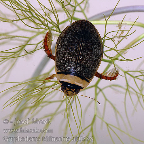 Поводень двухполосый Bred paljettdykare Graphoderus bilineatus Potápník dvoučárý Lys Skivevandkalv Isolampisukeltaja Graphodère deux lignes Gestreepte waterroofkever Széles tavicsíkbogár Schmalbindiger Breitflügel-Tauchkäfer Vannkalv Kreślinek nizinny